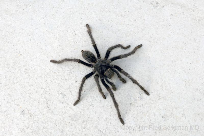 20071209 085609 D2X 4200x2800.jpg - Black widowed spider, Puerto Madryn